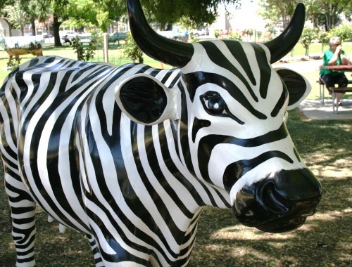 Zebra cow with picnic people