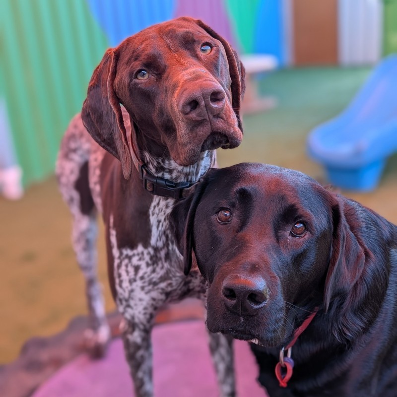 Unleashed Dog Training & Daycare
