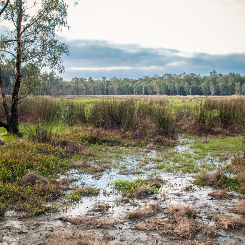 Gemmill Swamp Wildlife Reserve