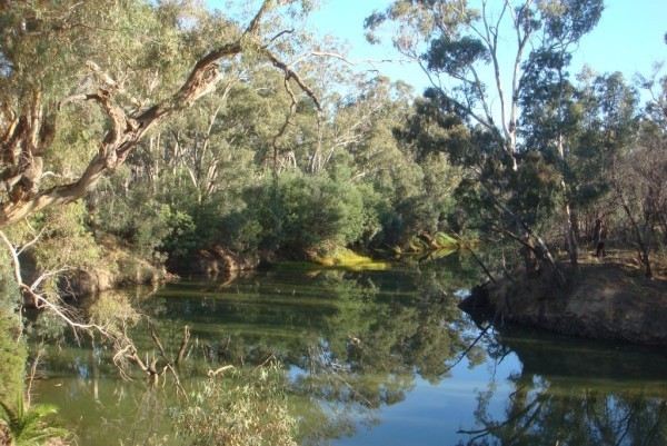 248 Goulburn River - Jordans Bend opposite Snake Island - Copy