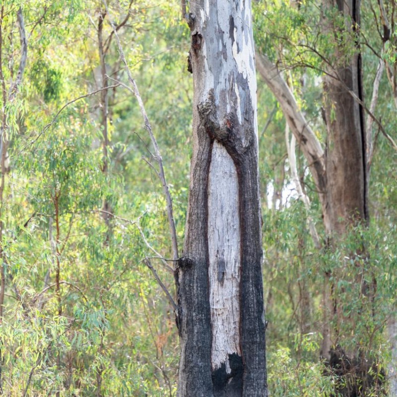 Kingfisher Cultural River Cruises -  Murray River Barmah Lakes
