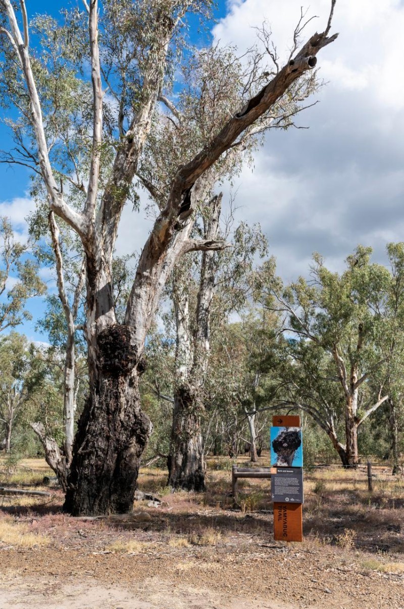 Yamyabuc Trail Cultural Guided Walk