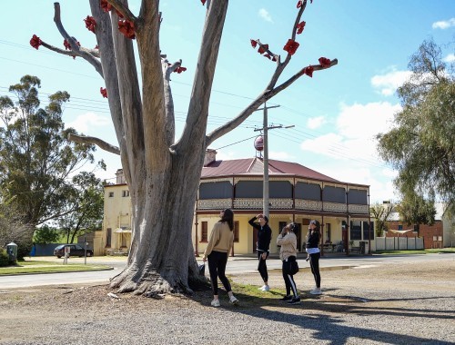 Digital Storytelling - Dookie Flowering Gum 20