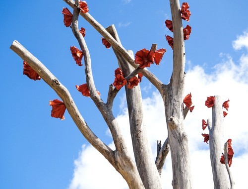 Digital Storytelling - Dookie Flowering Gum 21