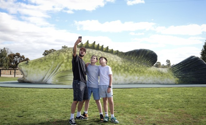 Giant Murray Cod