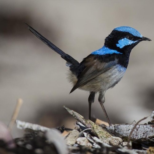 Bird Bingo and Crafts